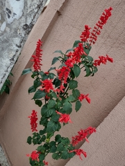Magnoliopsida