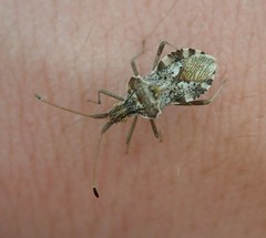Centrocoris volxemi