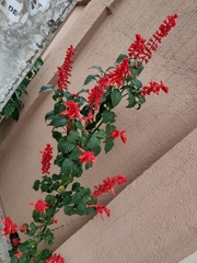 Magnoliopsida