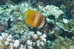 Chaetodon kleinii