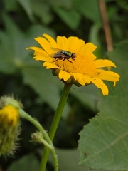 Diptera