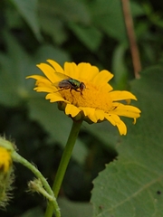 Diptera