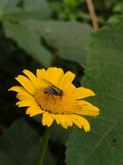 Diptera