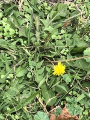 Taraxacum officinale