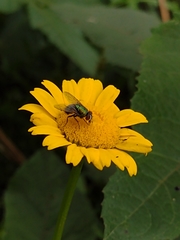 Diptera