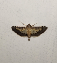 Cnaphalocrocis trebiusalis