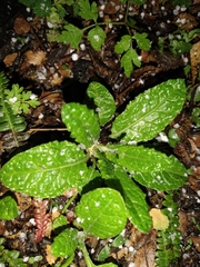 Adenocaulon chilense