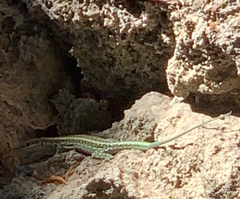 Anatololacerta pelasgiana