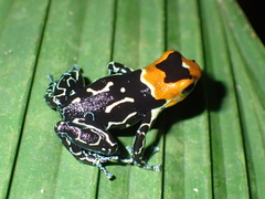 Ranitomeya fantastica