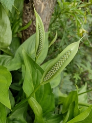 Angiospermae