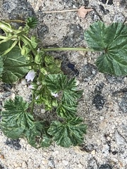 Malva neglecta