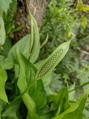 Angiospermae