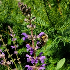 Bombus impatiens