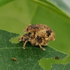 Eudiagogini