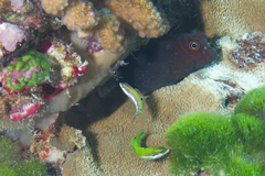 Cirripectes stigmaticus