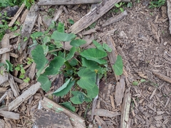 Angiospermae