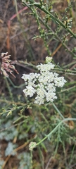Capnophyllum africanum