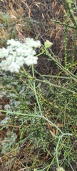Capnophyllum africanum