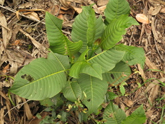 Palicourea lineariflora