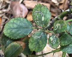 Stigmella anomalella