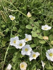Nierembergia calycina