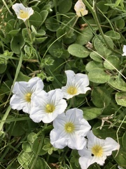 Nierembergia calycina