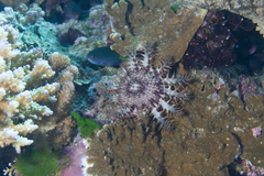 Acanthaster planci