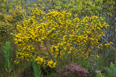 Aspalathus excelsa