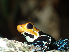 Ranitomeya fantastica