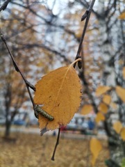 Betula pubescens