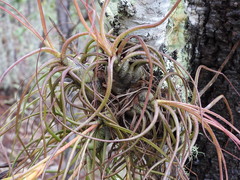 Tillandsia butzii