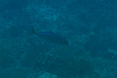 Craterognathus plagiotaenia