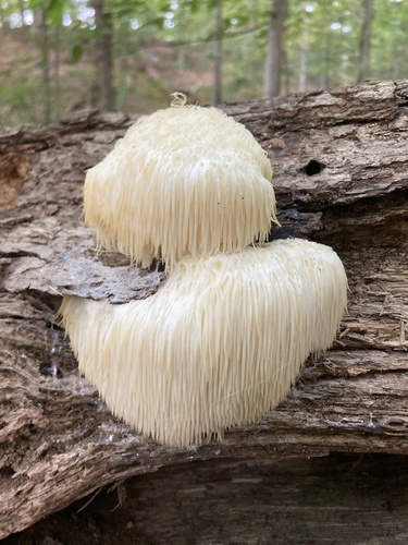 lion's-mane mushroom