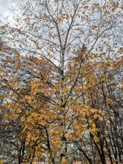 Betula pubescens