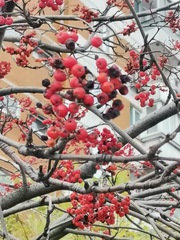 Sorbus aucuparia
