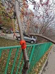 Sorbus aucuparia