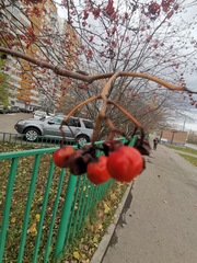 Sorbus aucuparia