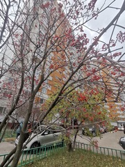 Sorbus aucuparia