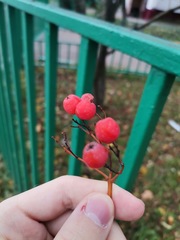 Sorbus aucuparia