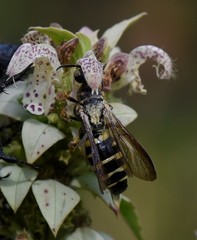 Thynnoidea
