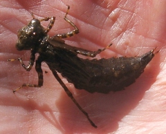 Boyeria vinosa