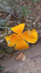 Eschscholzia californica
