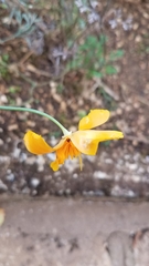 Eschscholzia californica