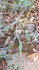 Eschscholzia californica