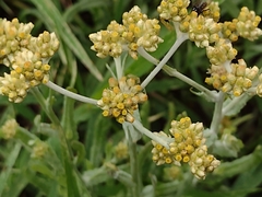 Angiospermae