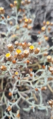 Helichrysum cochleariforme