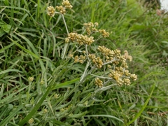 Angiospermae