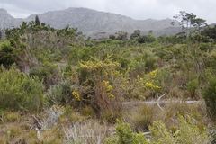 Aspalathus astroites