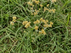 Angiospermae