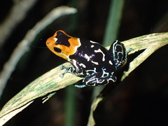 Ranitomeya fantastica